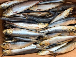 Щука (бабочка) холодного копчения: Сельдь Иваси х\к